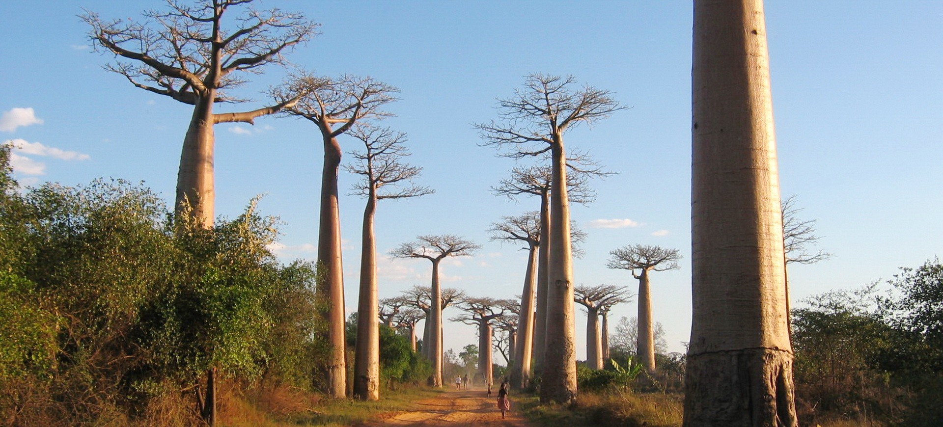 Madagascar Ifaty Baobabs