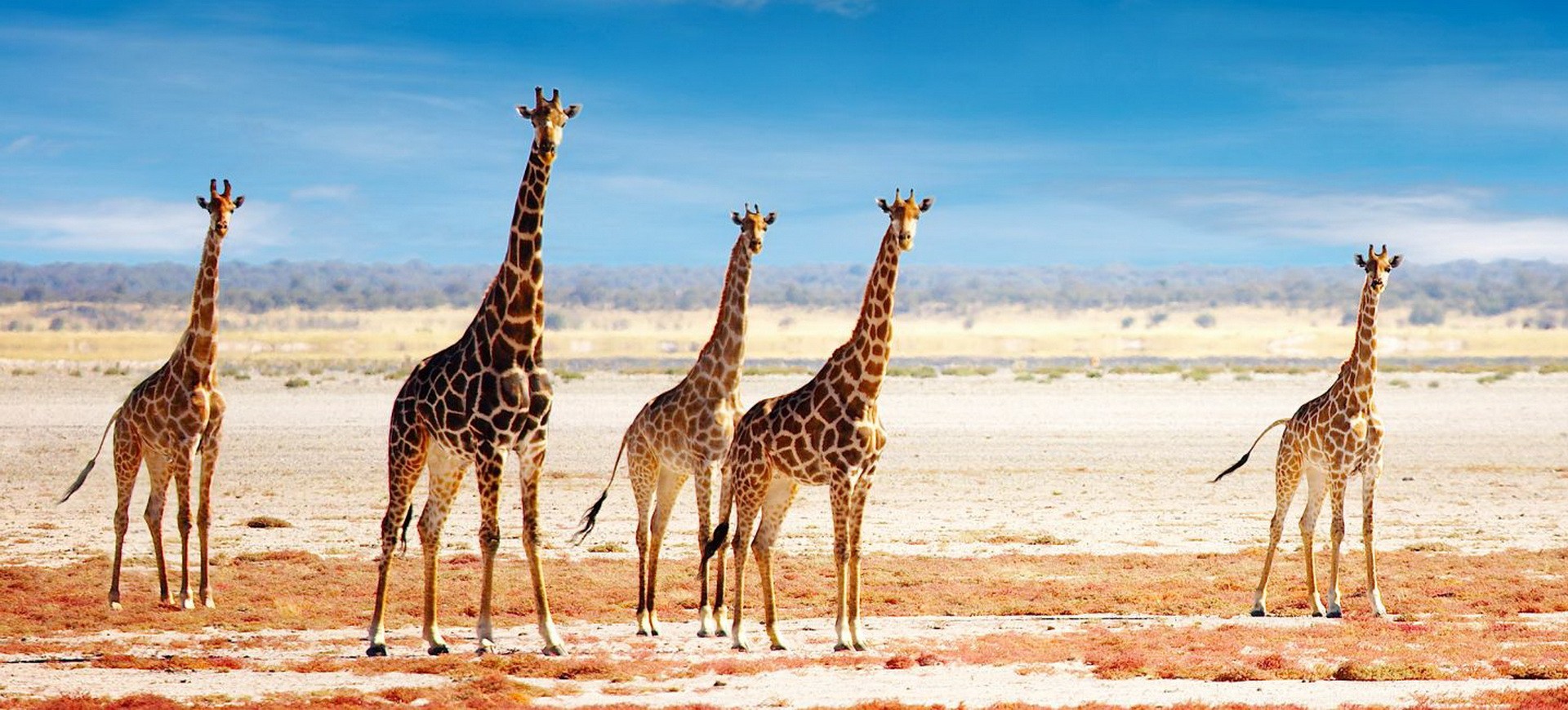 Namibie Parc national d'Etosha Girafes